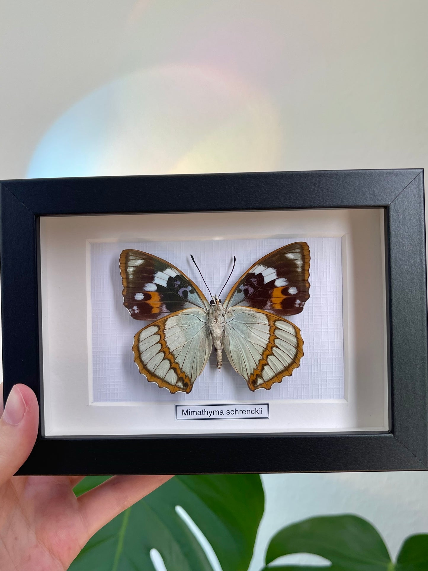 Mimathyma schrenckii