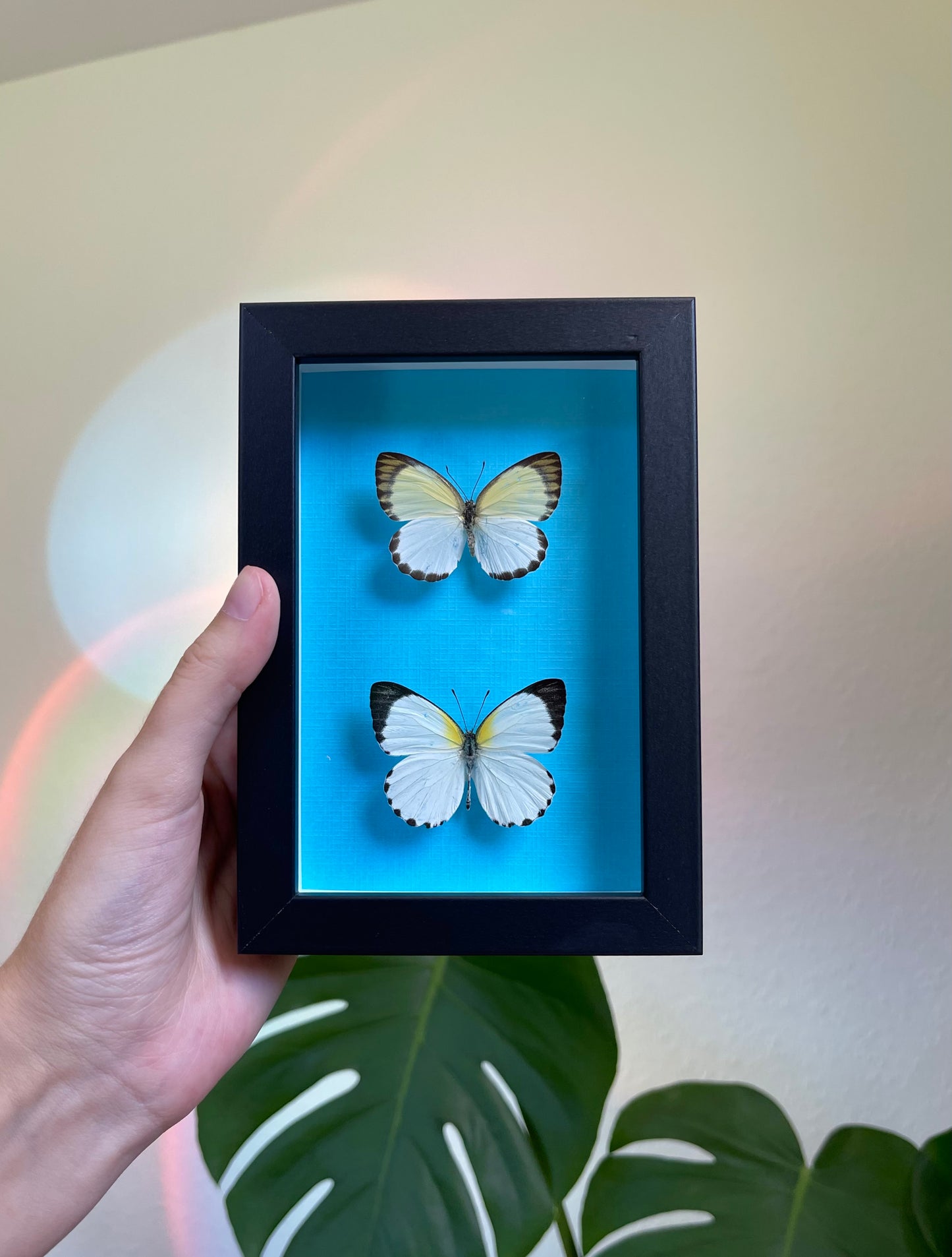 Colored background frame blue