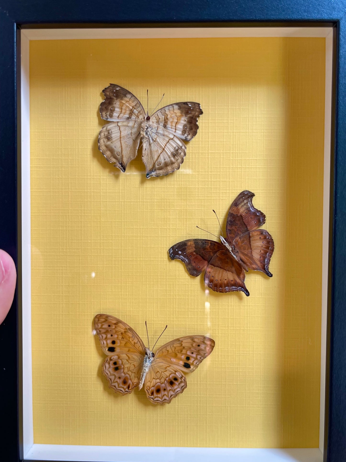 Colored background frame yellow