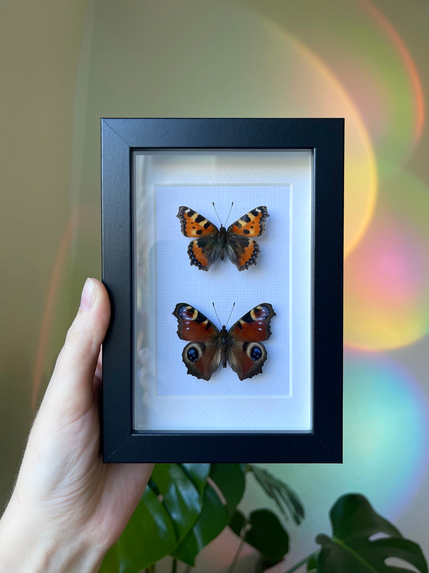 Dansk duo frame