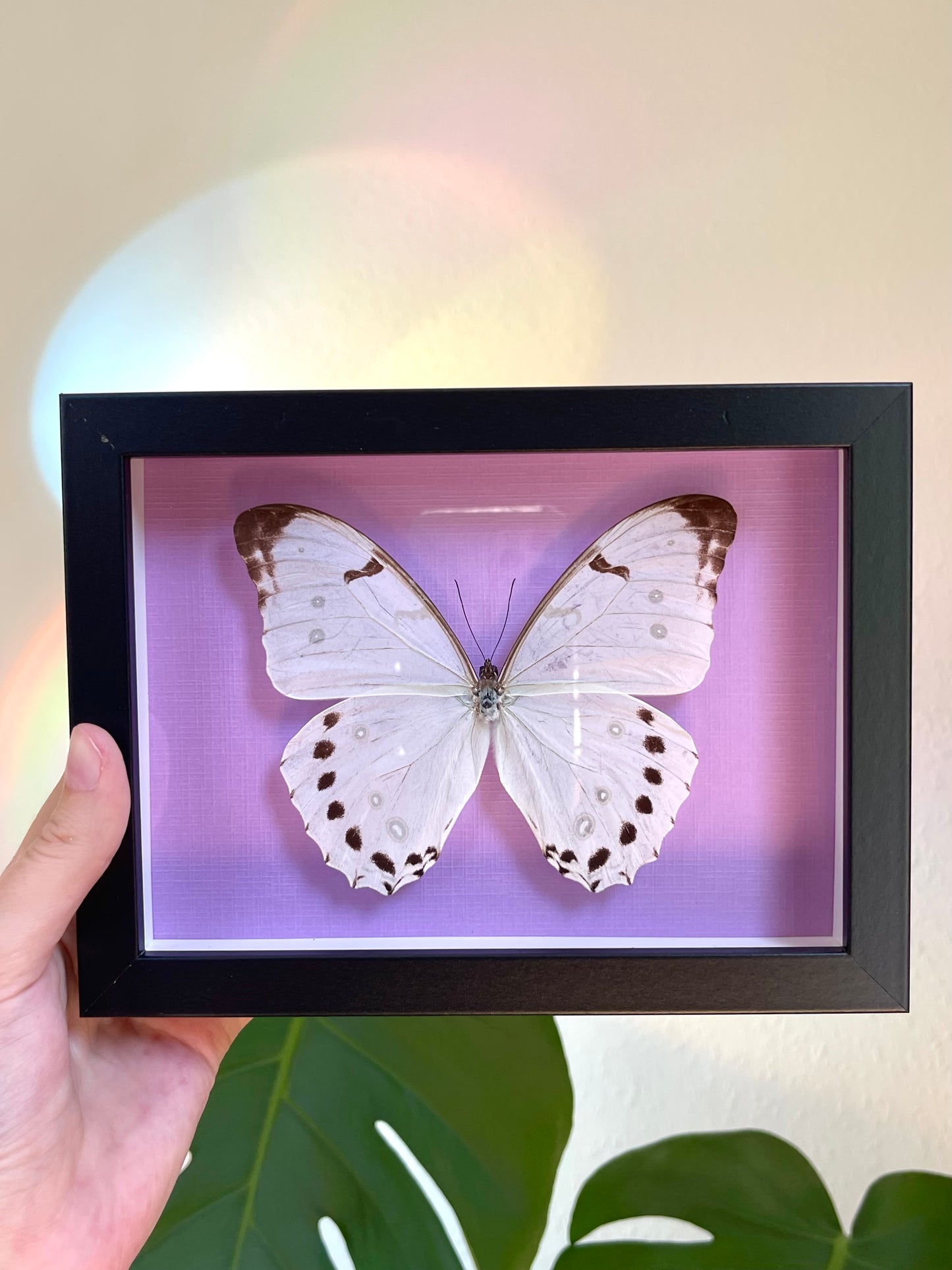 Colored background frame w. White morpho