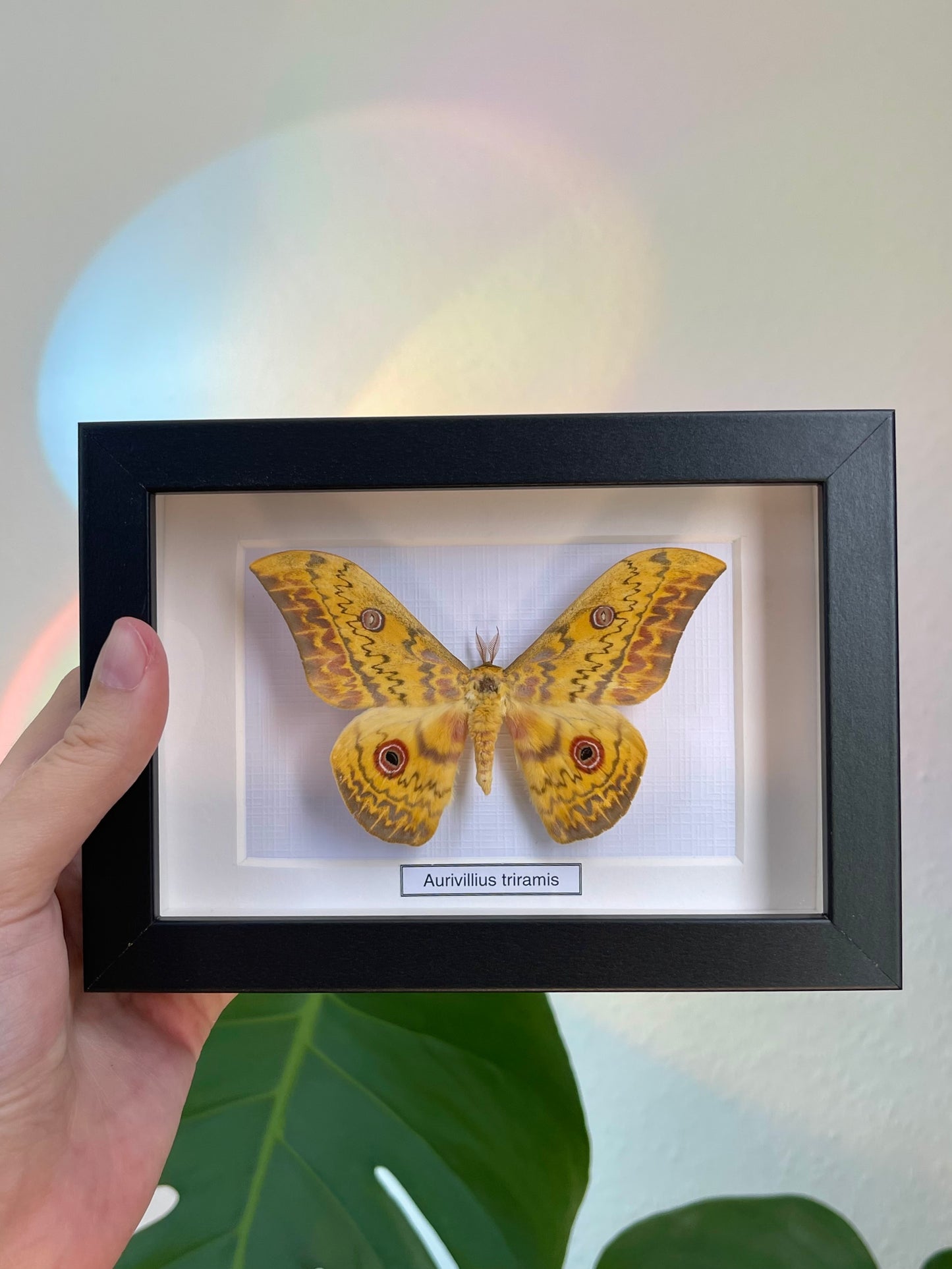 Aurivillius triramis