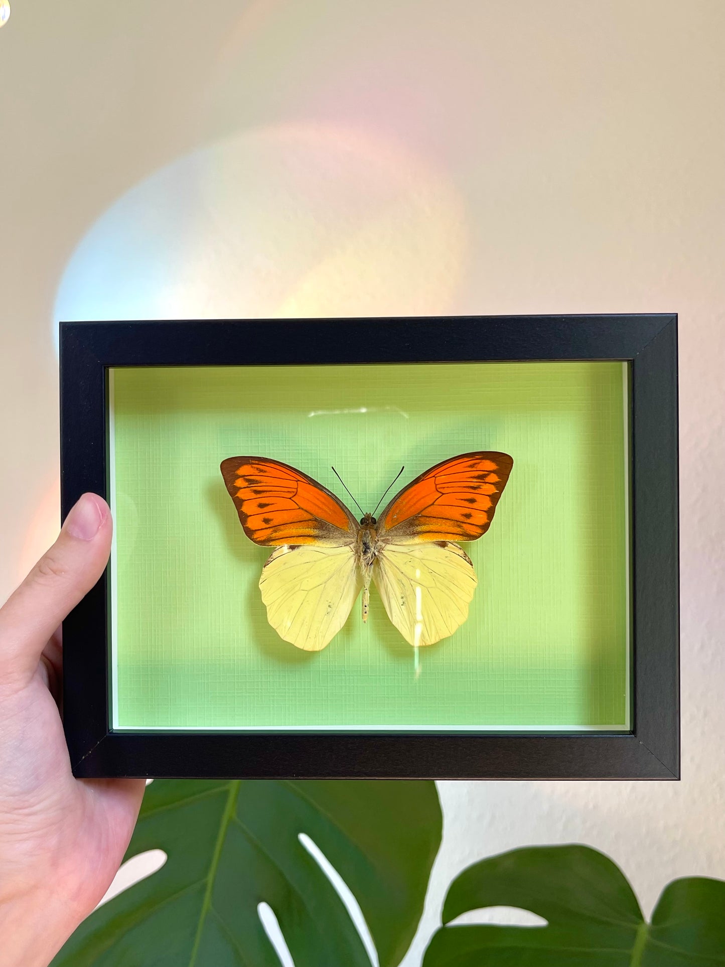 Colored background frame w. Hebomoia leucippe