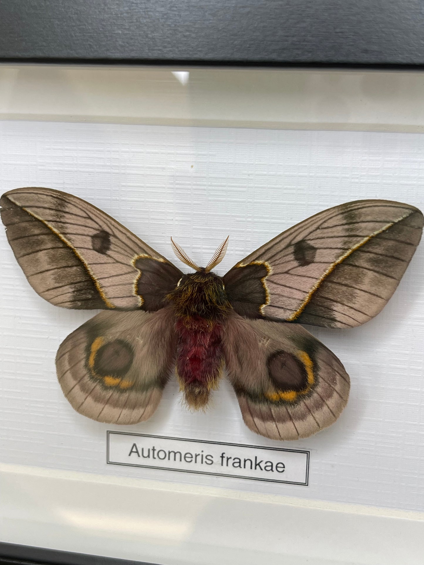 Automeris frankae