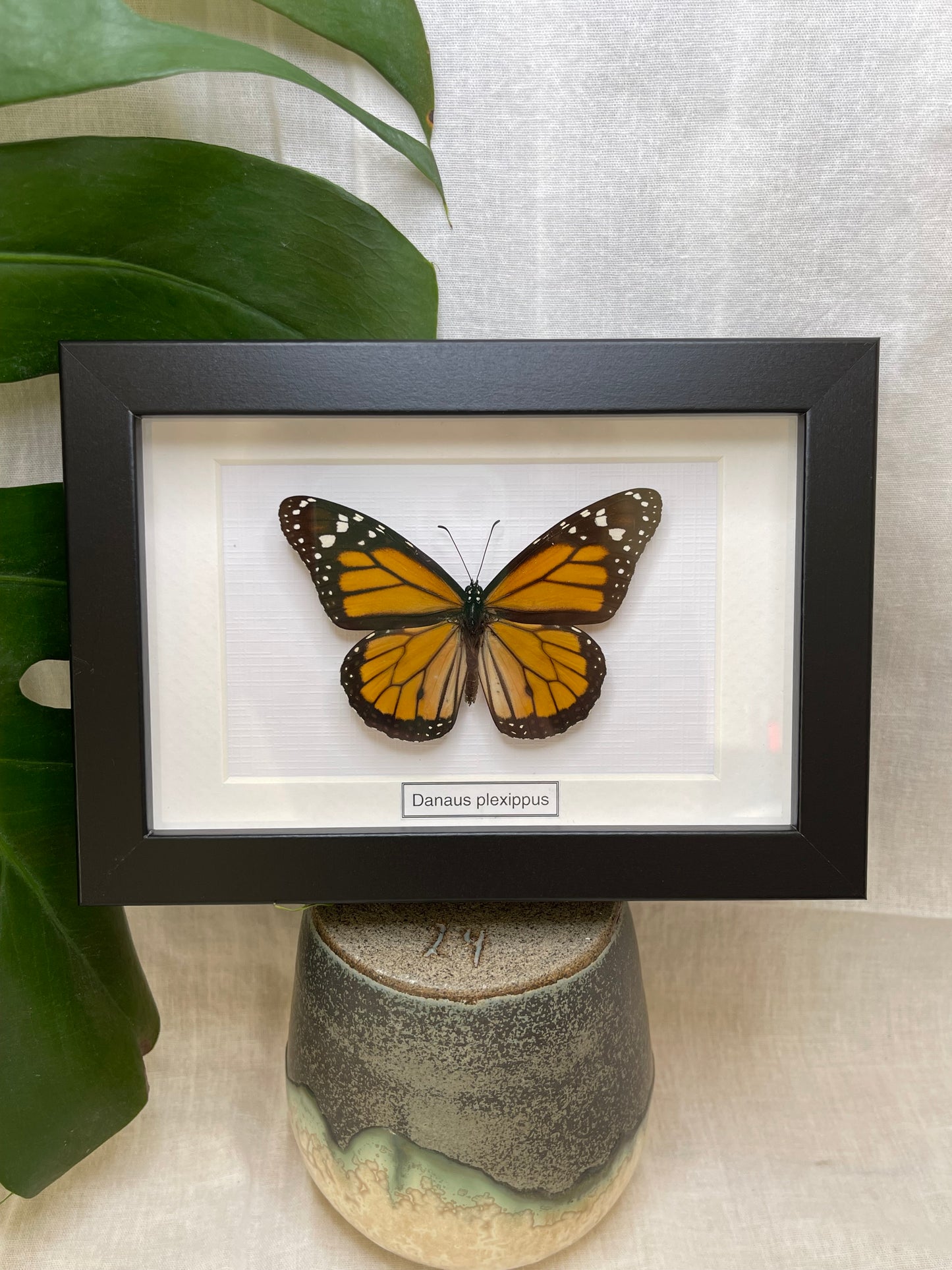 Danaus plexippus