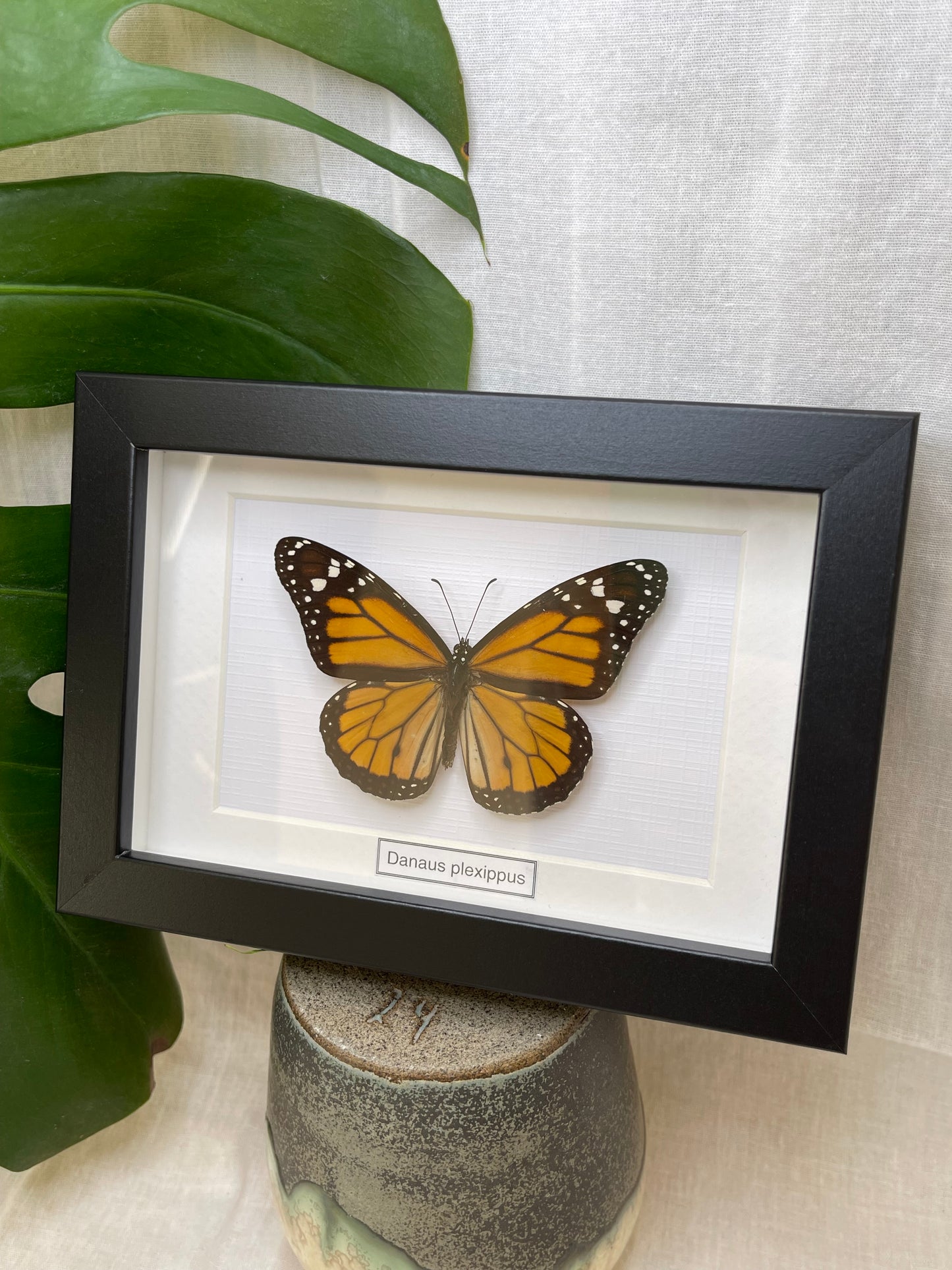 Danaus plexippus