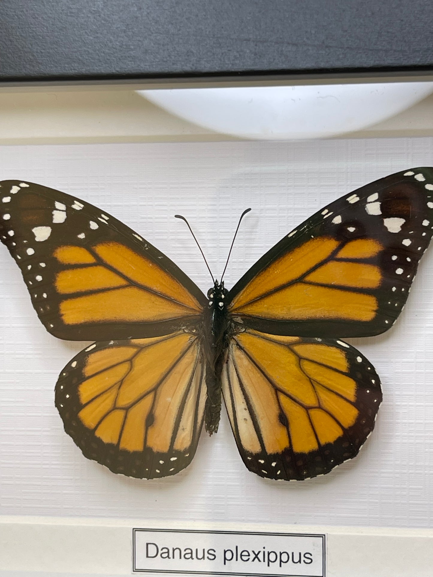 Danaus plexippus