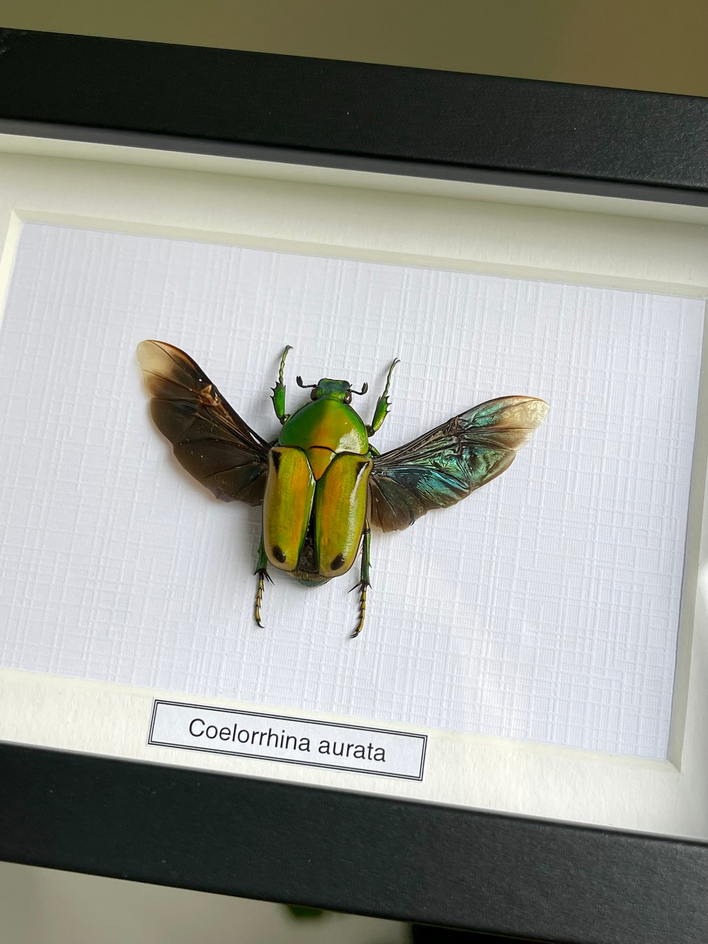 Coelorrhina aurata
