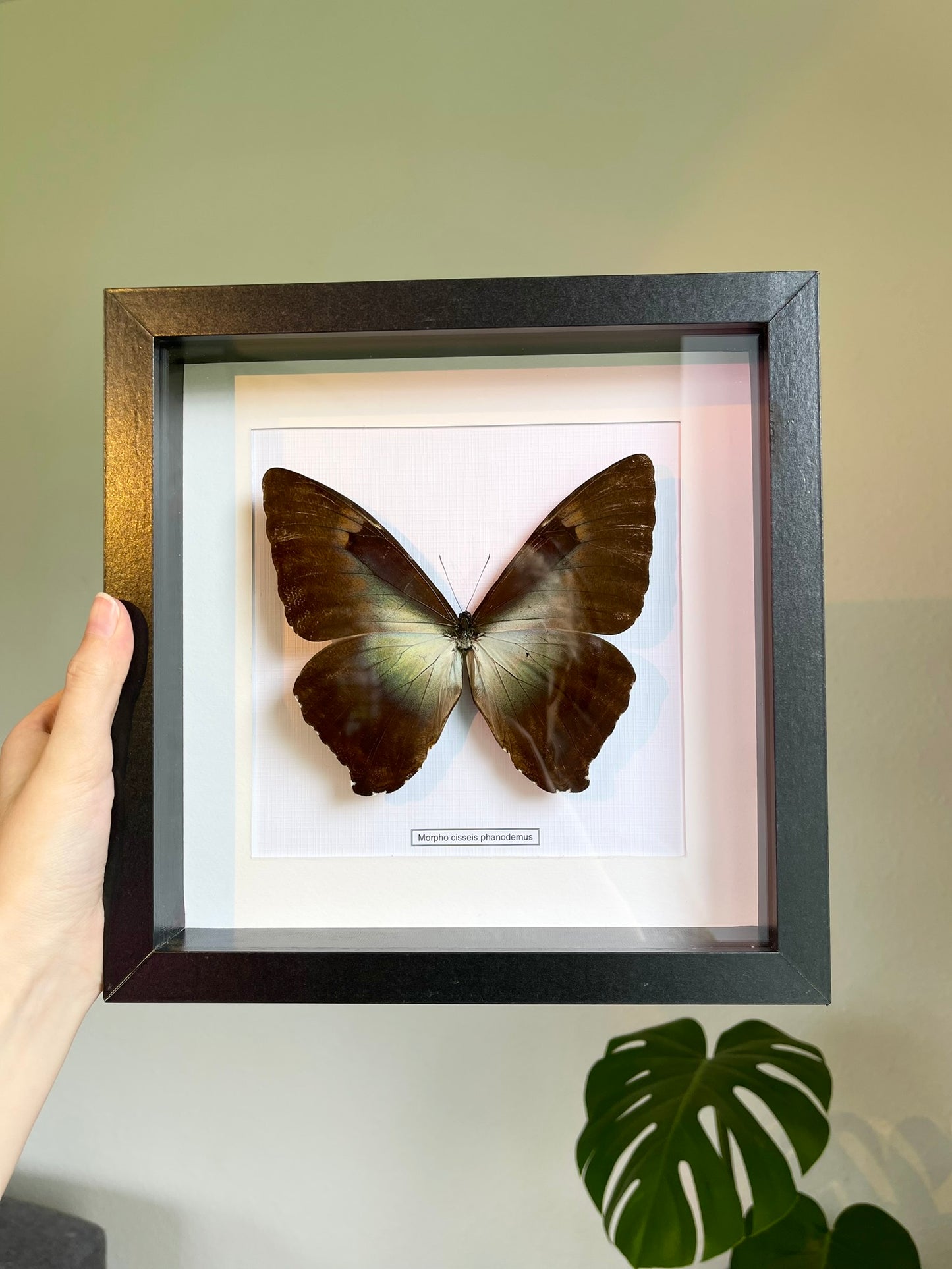 Morpho cisseis phanodemus