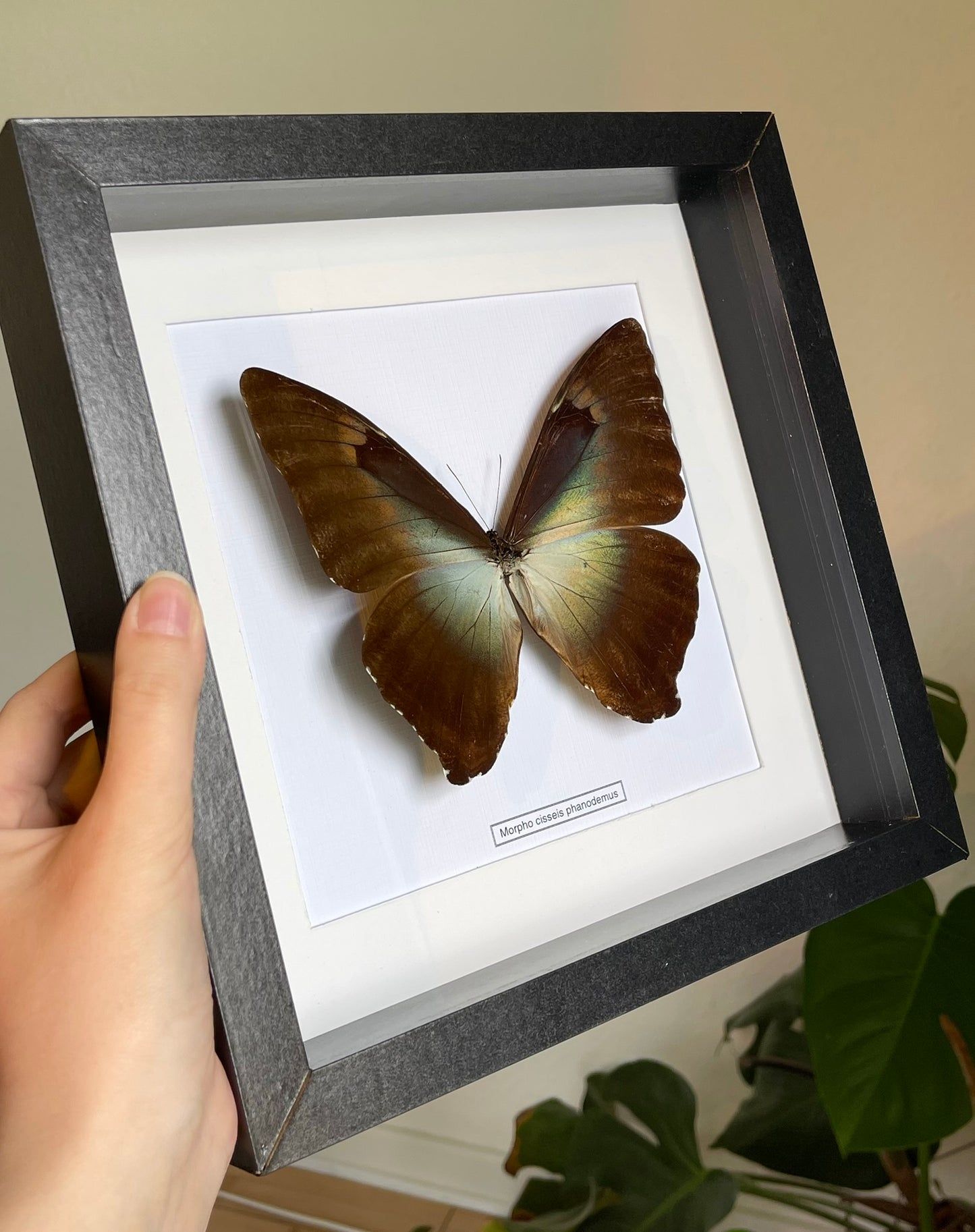 Morpho cisseis phanodemus
