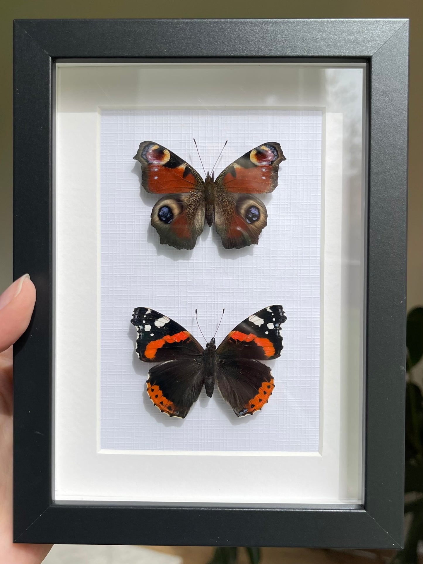 Dansk Sommerfugl Duo Frame