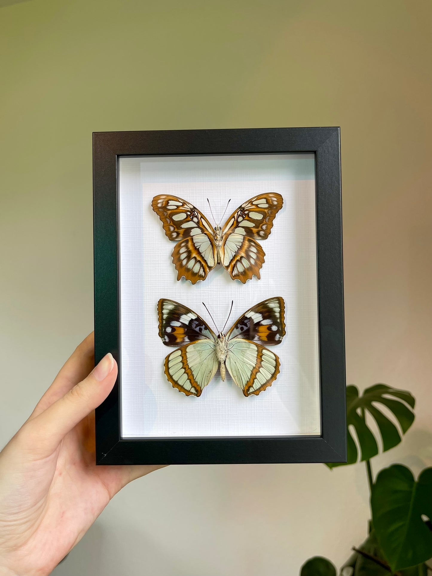 Butterfly Duo Frame