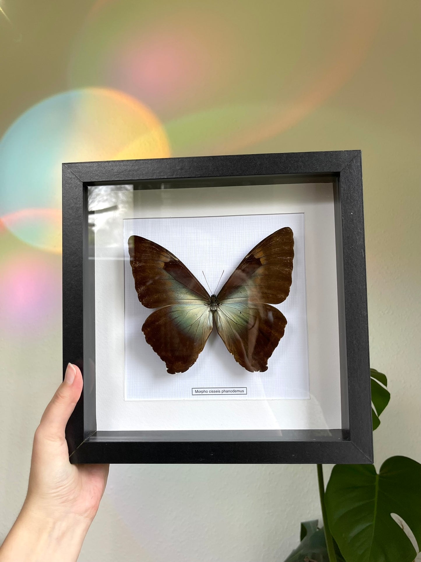 Morpho cisseis phanodemus