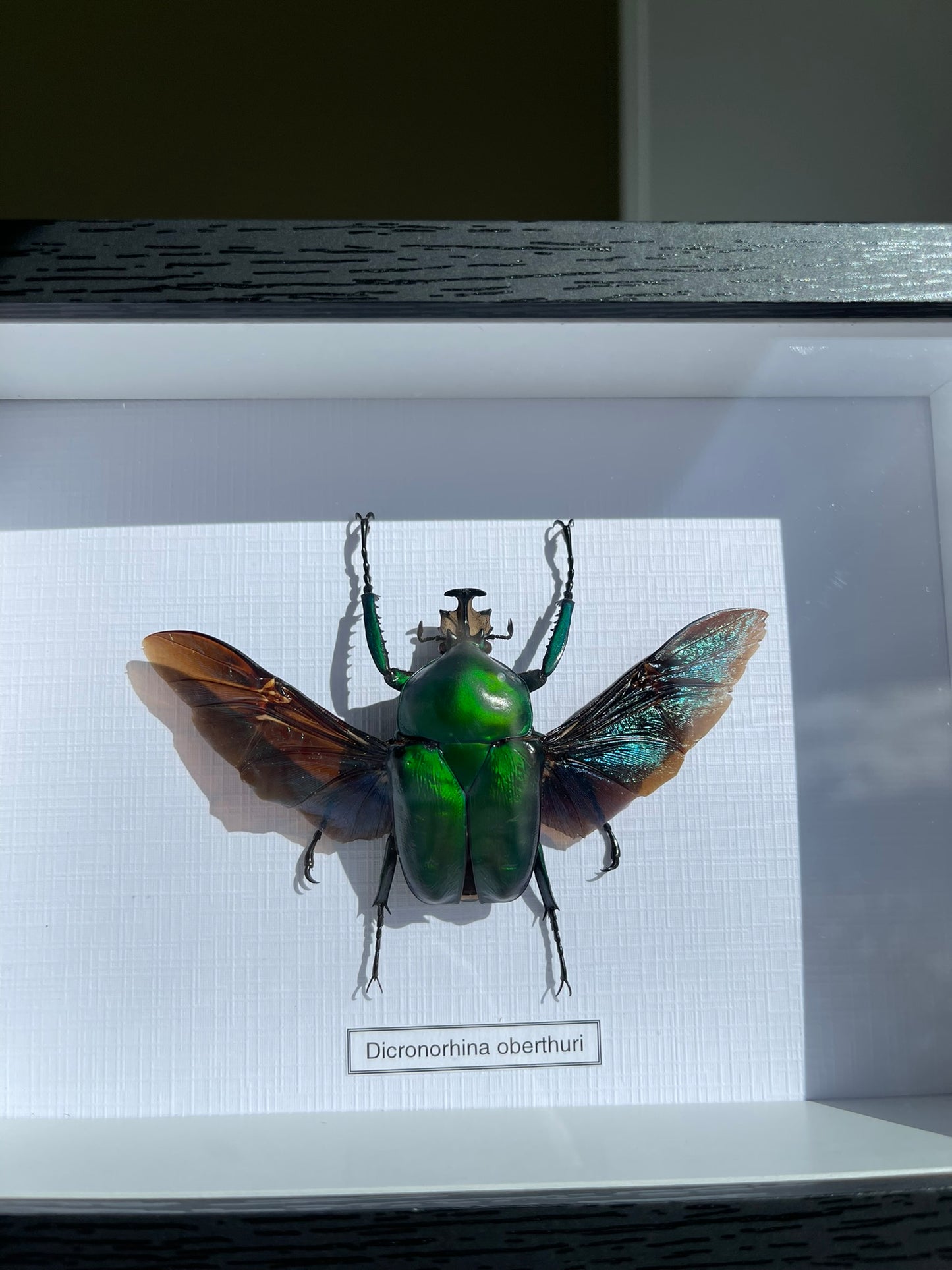 Dicronorhina oberthuri
