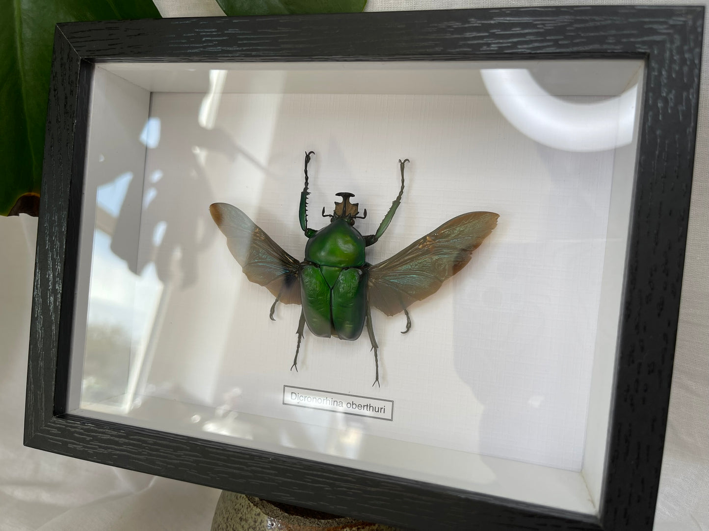 Dicronorhina oberthuri