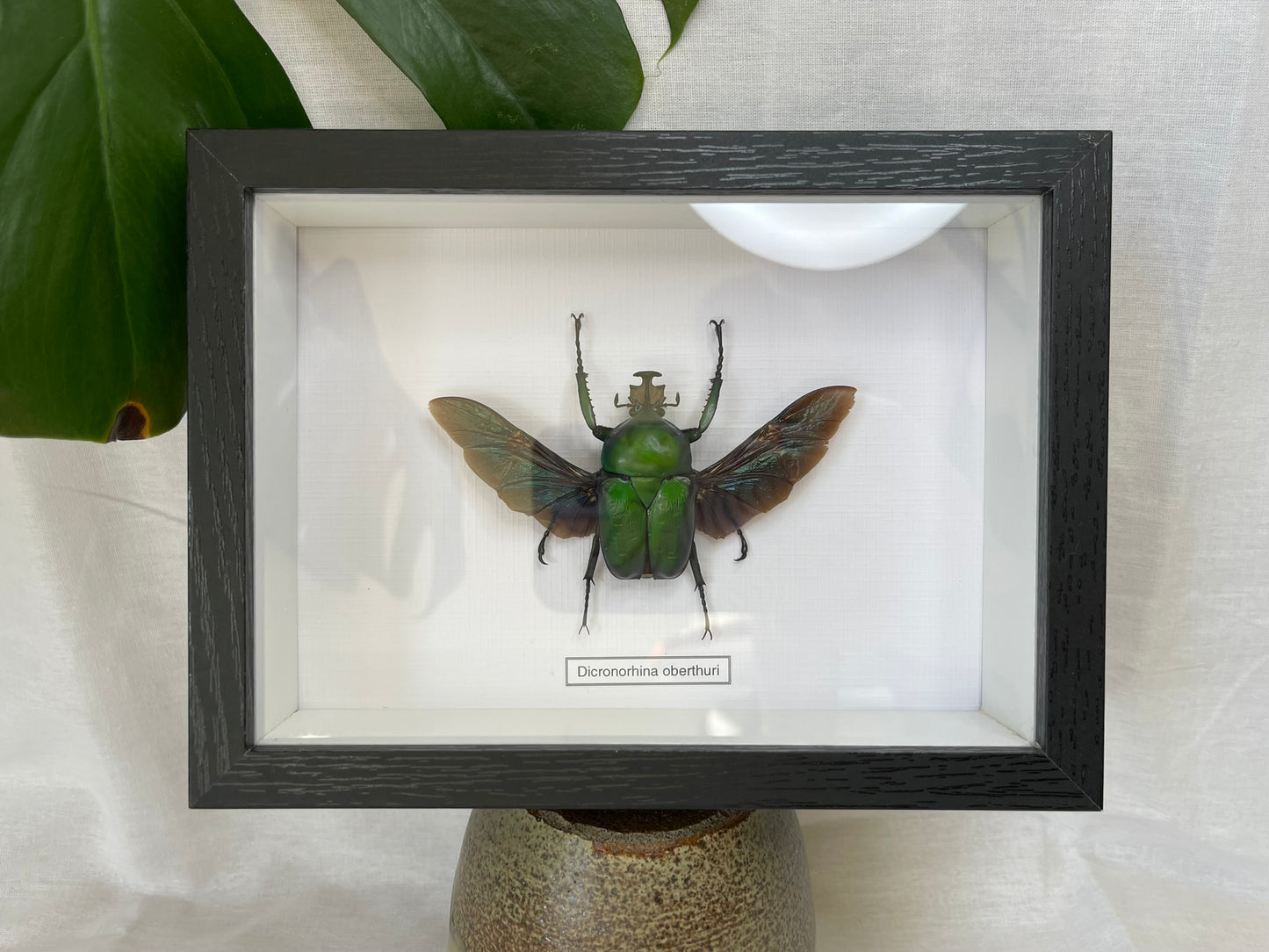Dicronorhina oberthuri