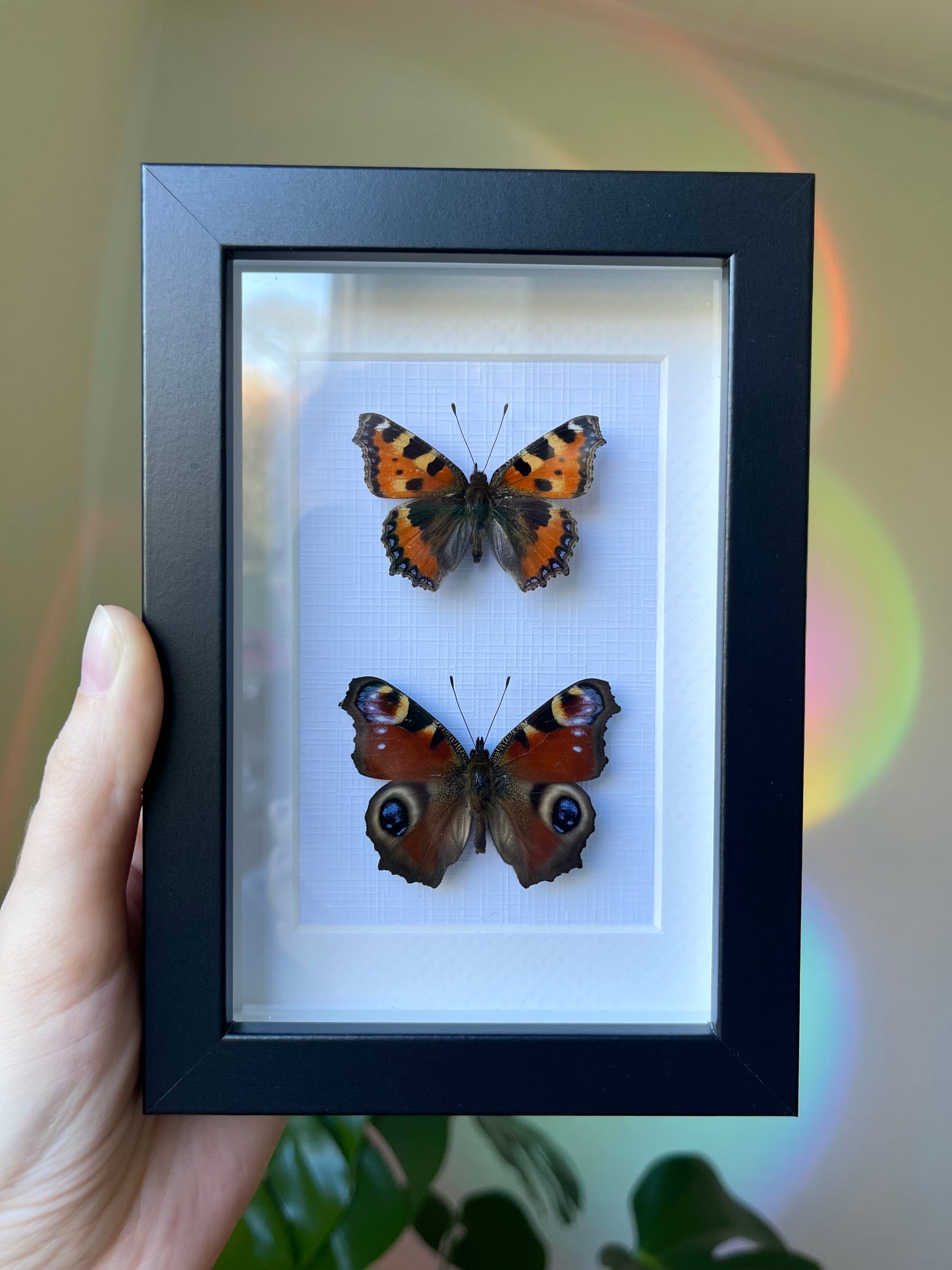 Dansk duo frame