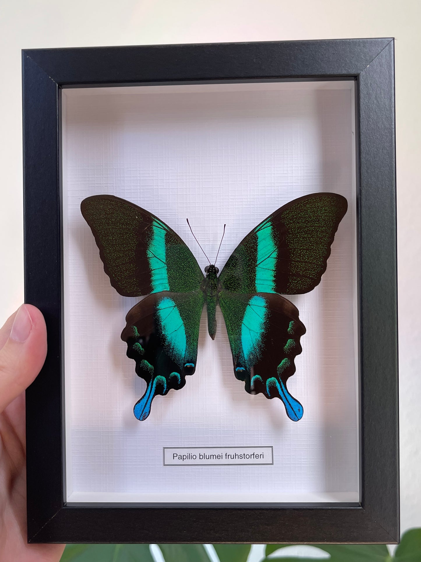 Papilio Blumei