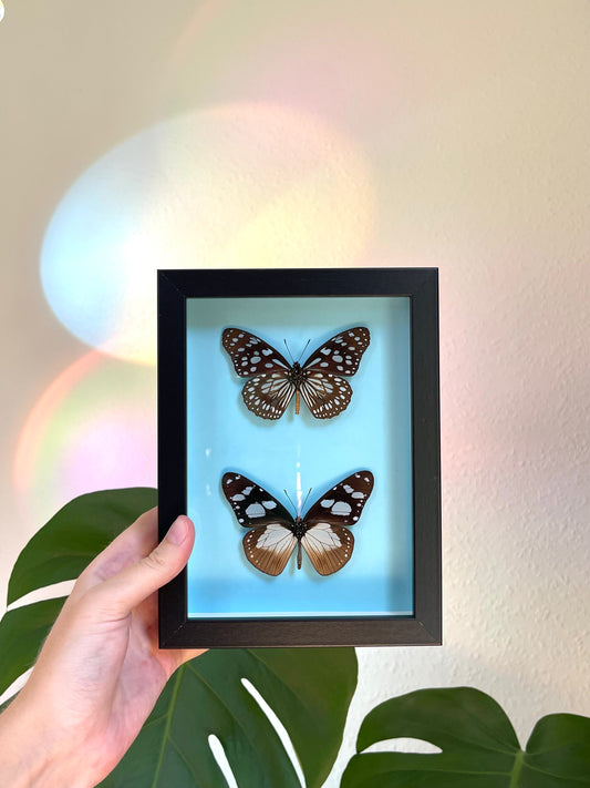 Colored background frame w. African butterflies