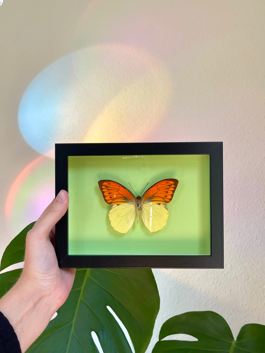 Colored background frame w. Hebomoia leucippe