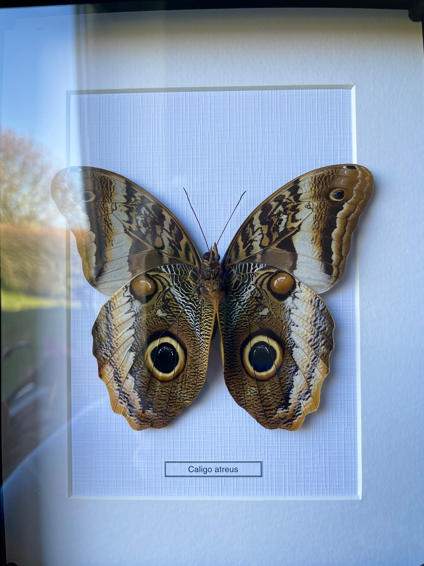 Caligo atreus