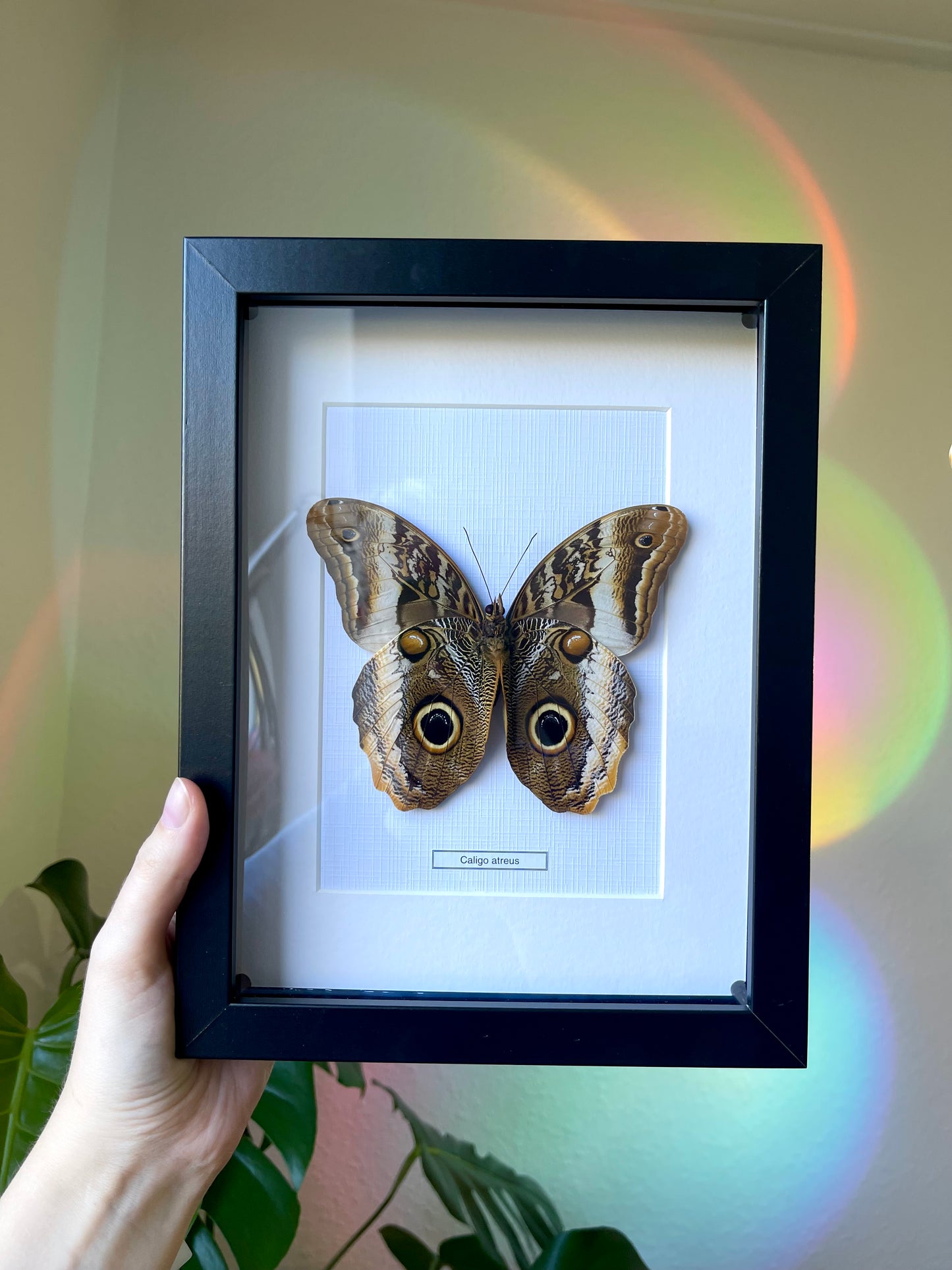 Caligo atreus