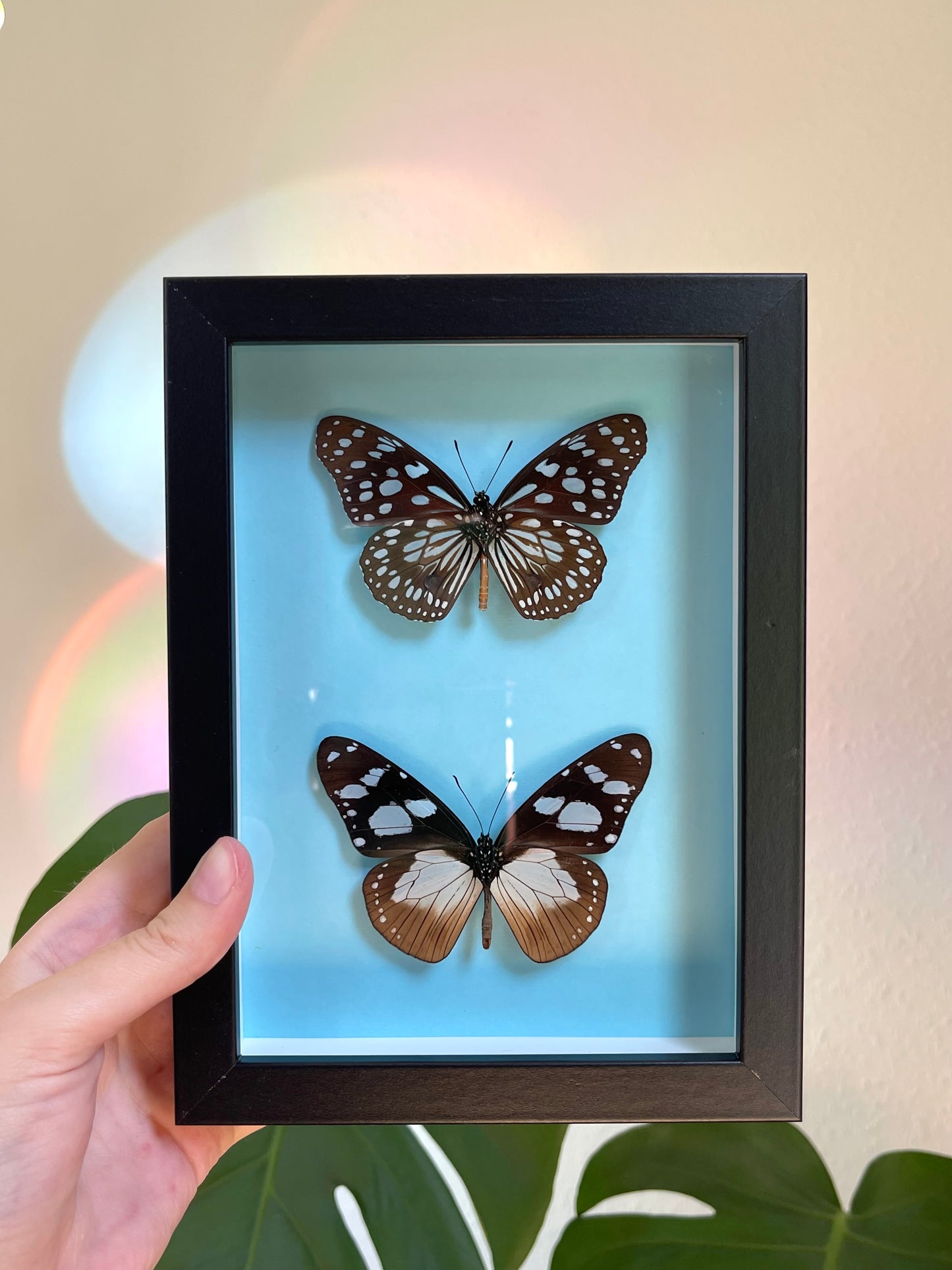 Colored background frame w. African butterflies