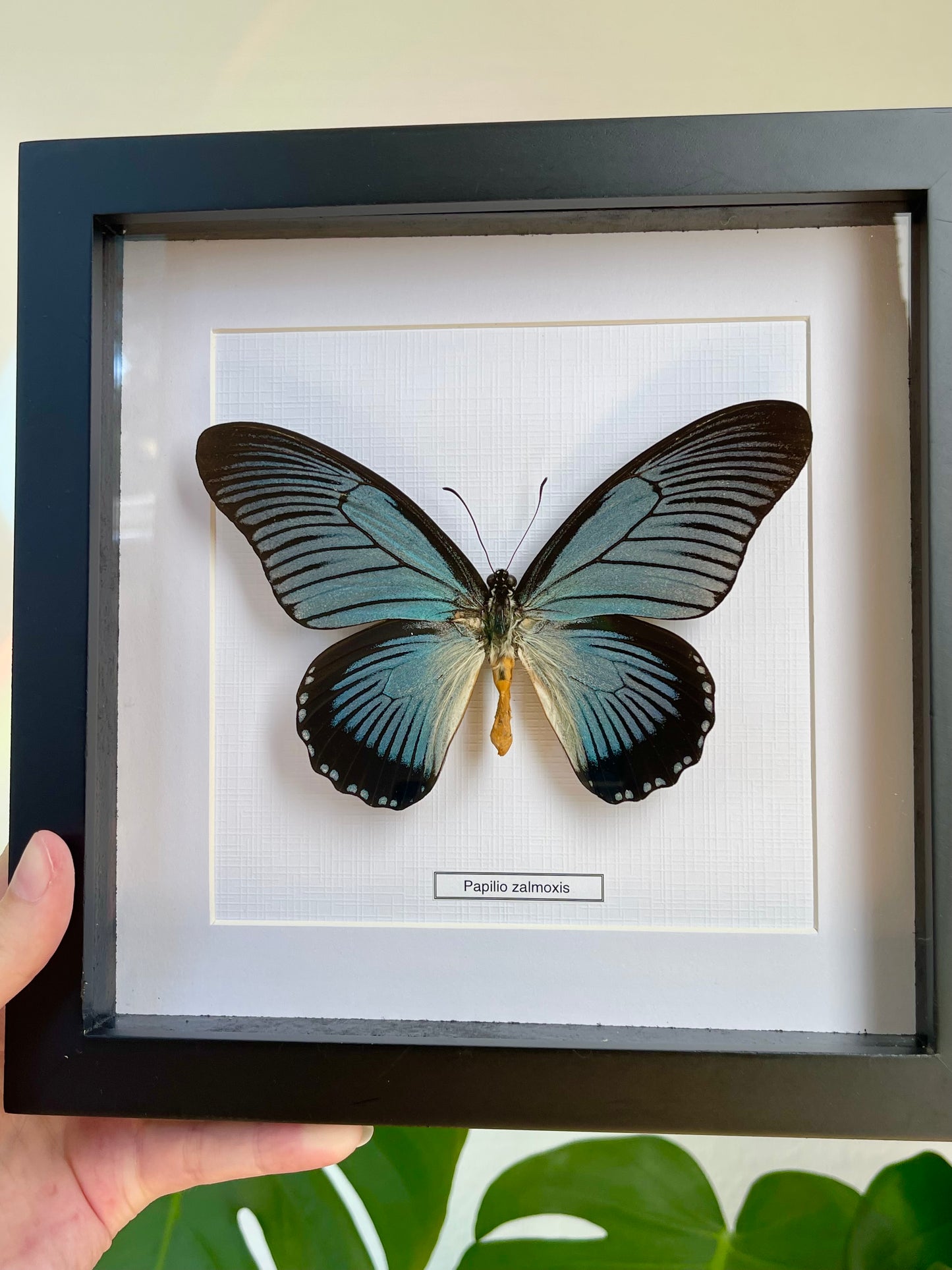 Papilio Zalmoxis Frame