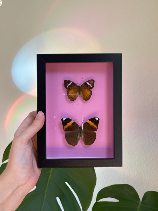 Colored background frame pink