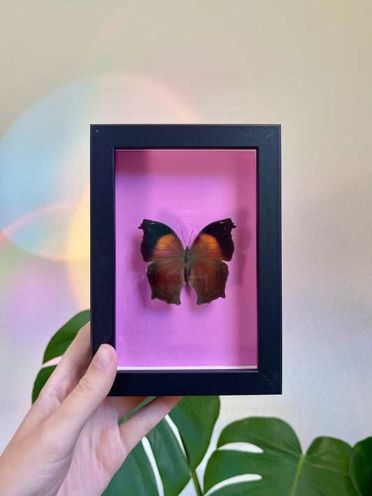 Colored frame w Salamis cacta