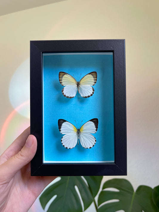 Colored background frame blue