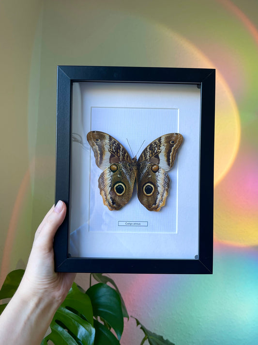 Caligo atreus