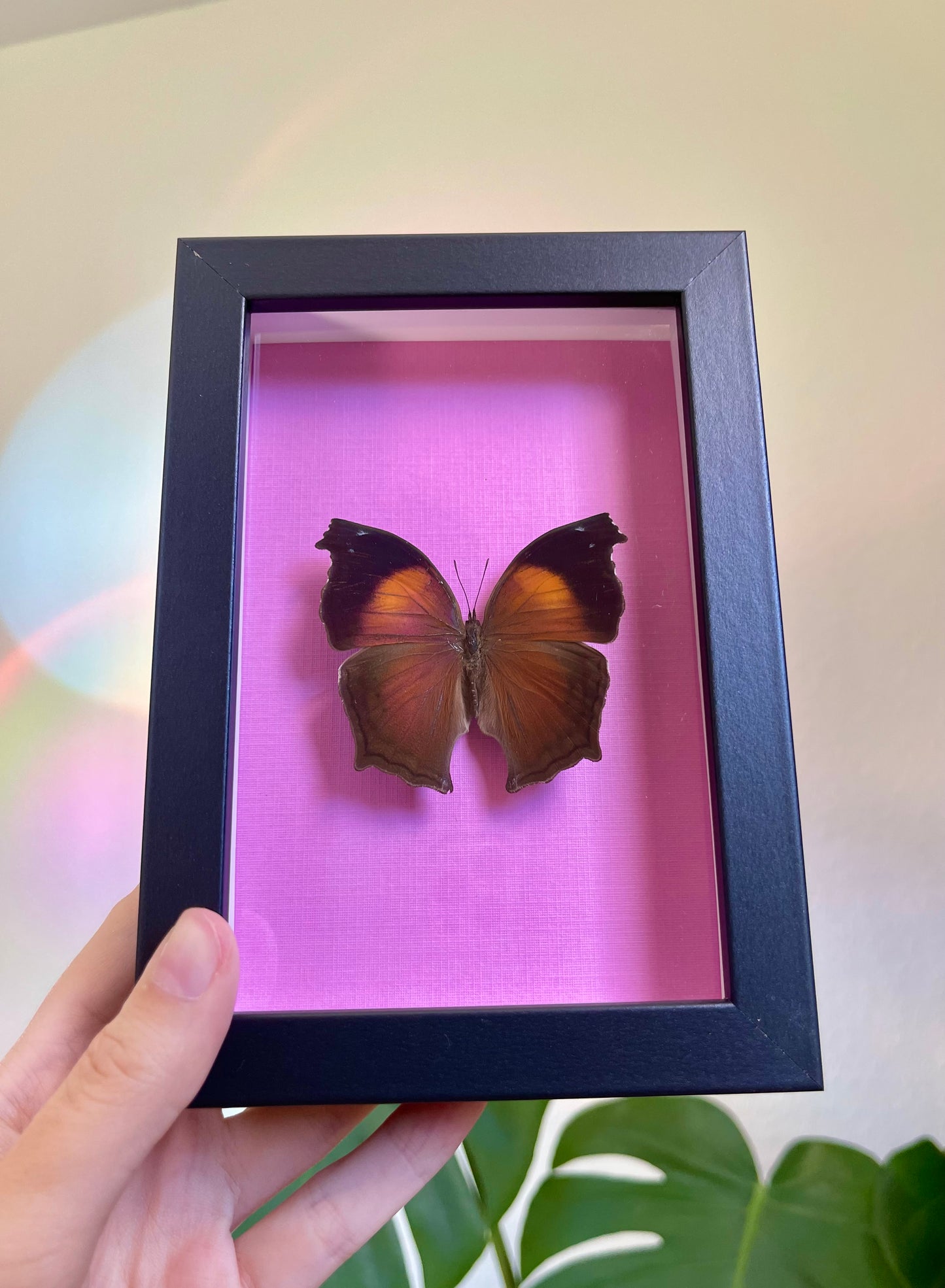 Colored frame w Salamis cacta