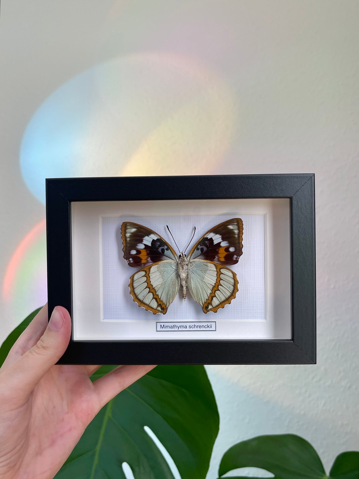 Mimathyma schrenckii