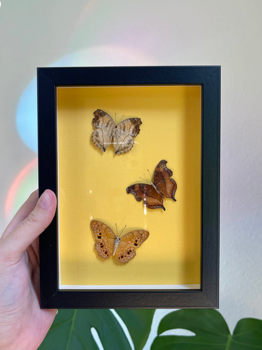 Colored background frame yellow