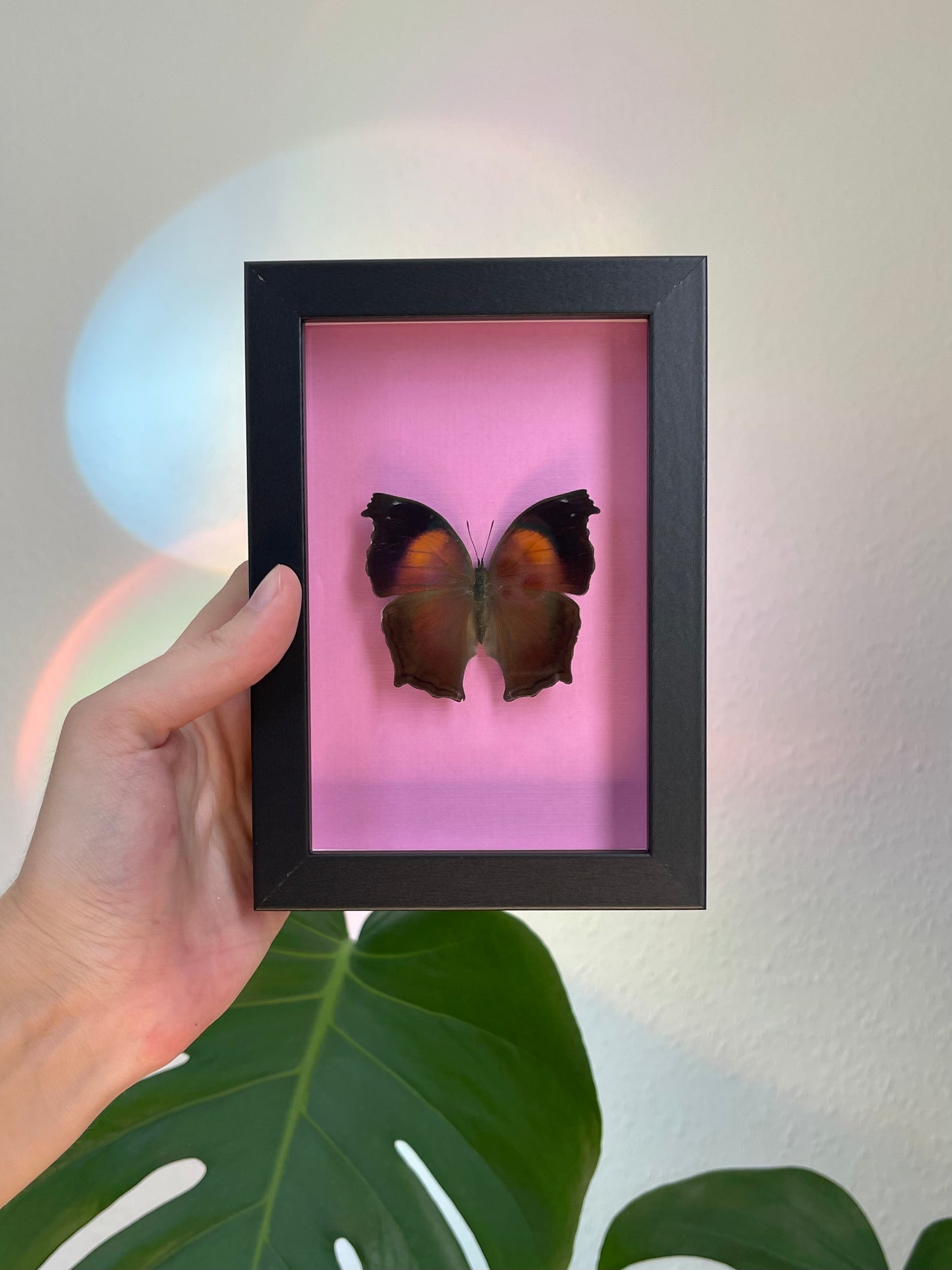 Colored frame w Salamis cacta