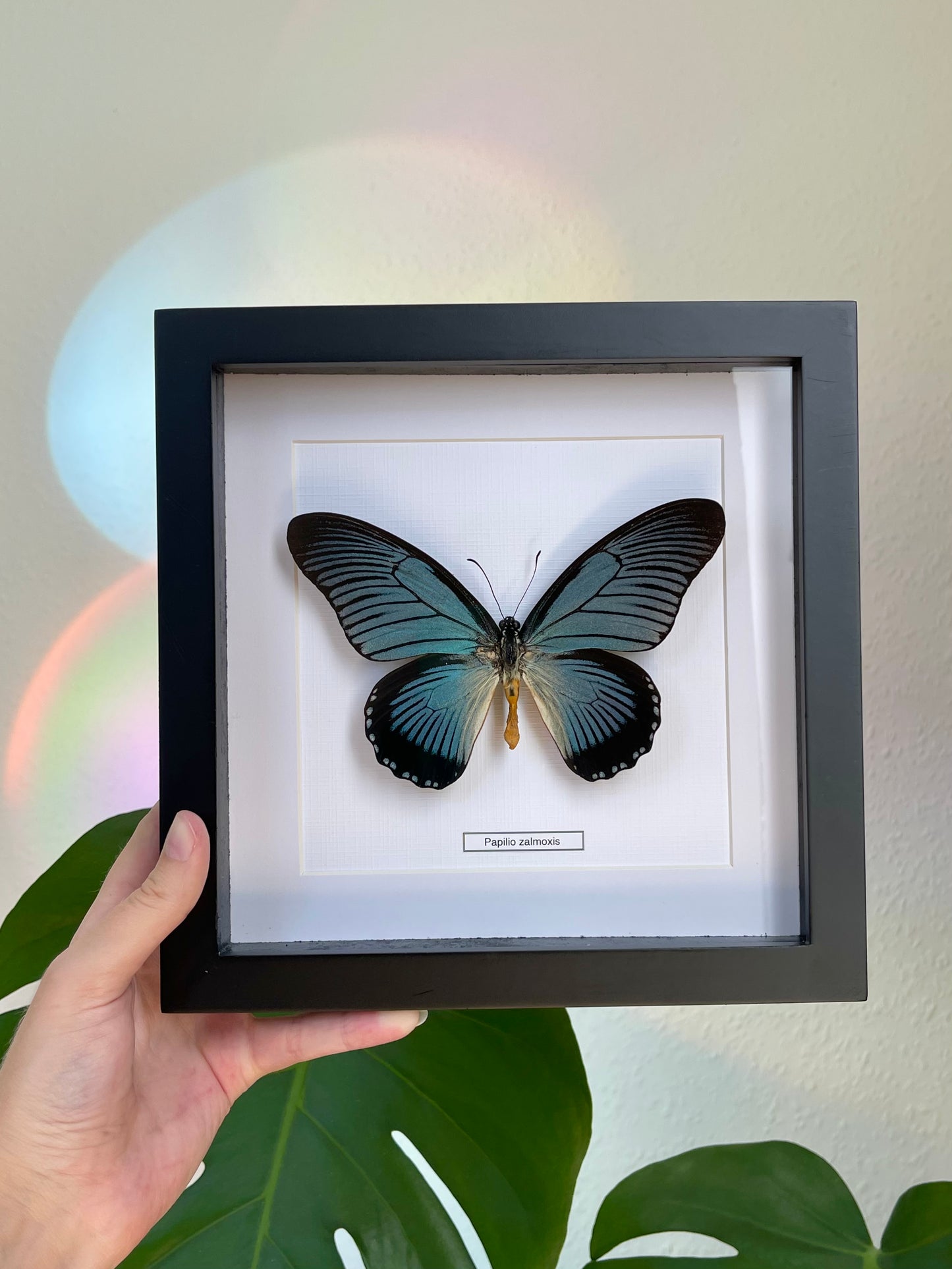Papilio Zalmoxis Frame