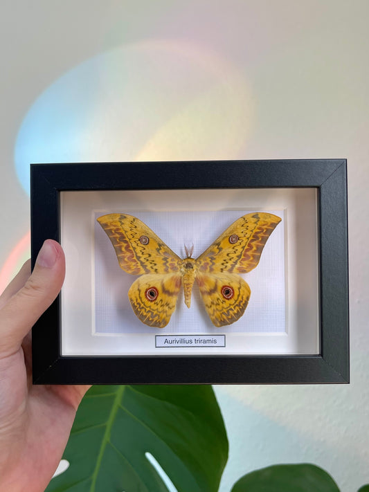 Aurivillius triramis