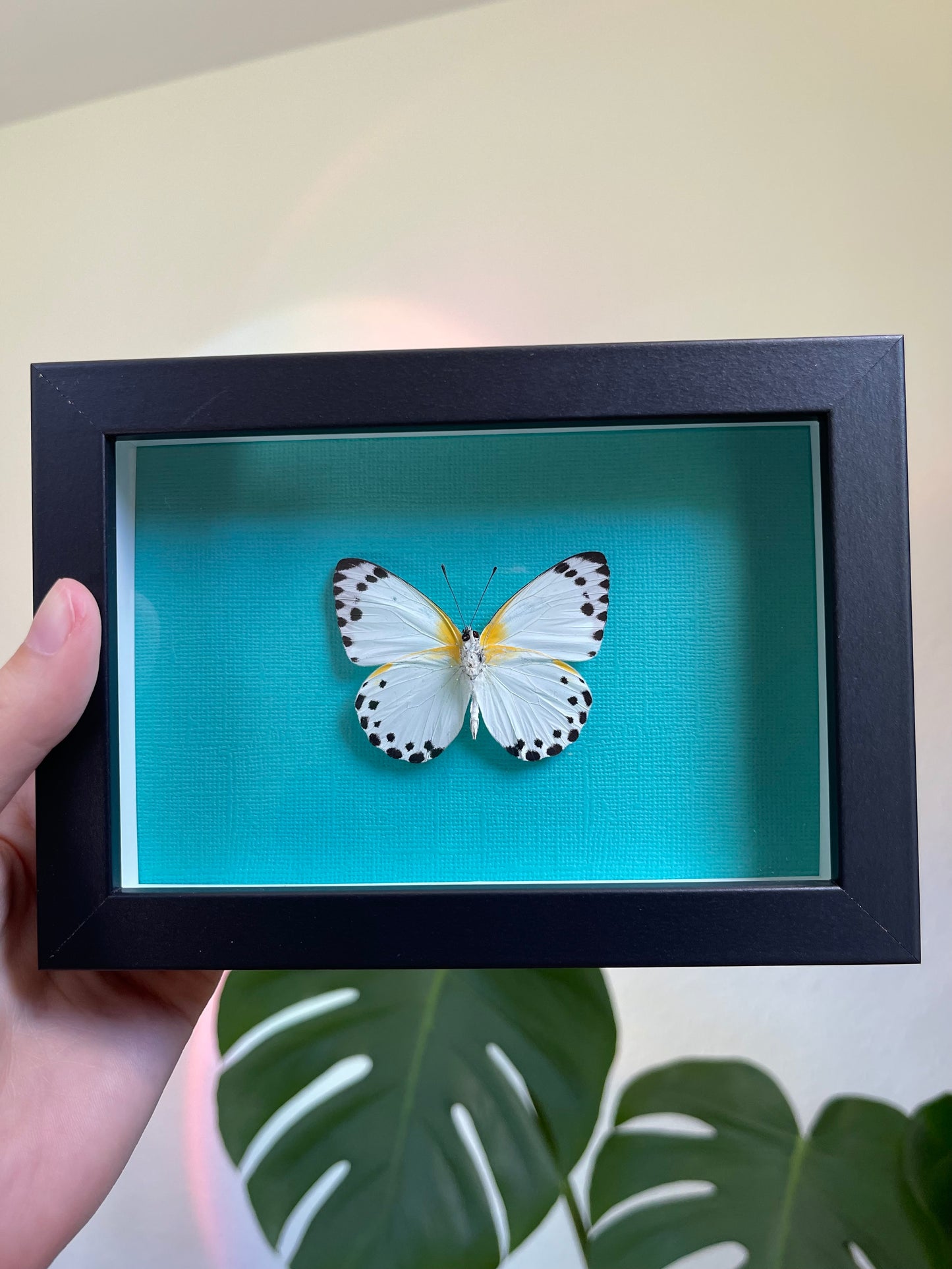 Colored background frame w African butterfly
