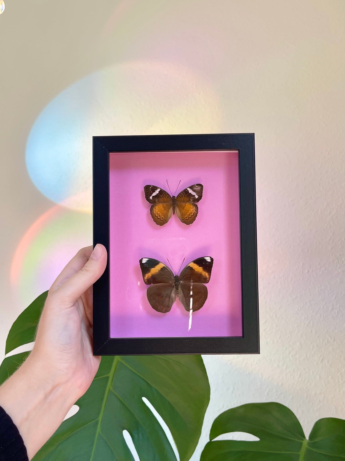 Colored background frame pink