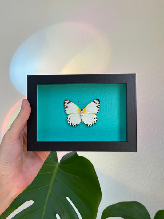Colored background frame teal