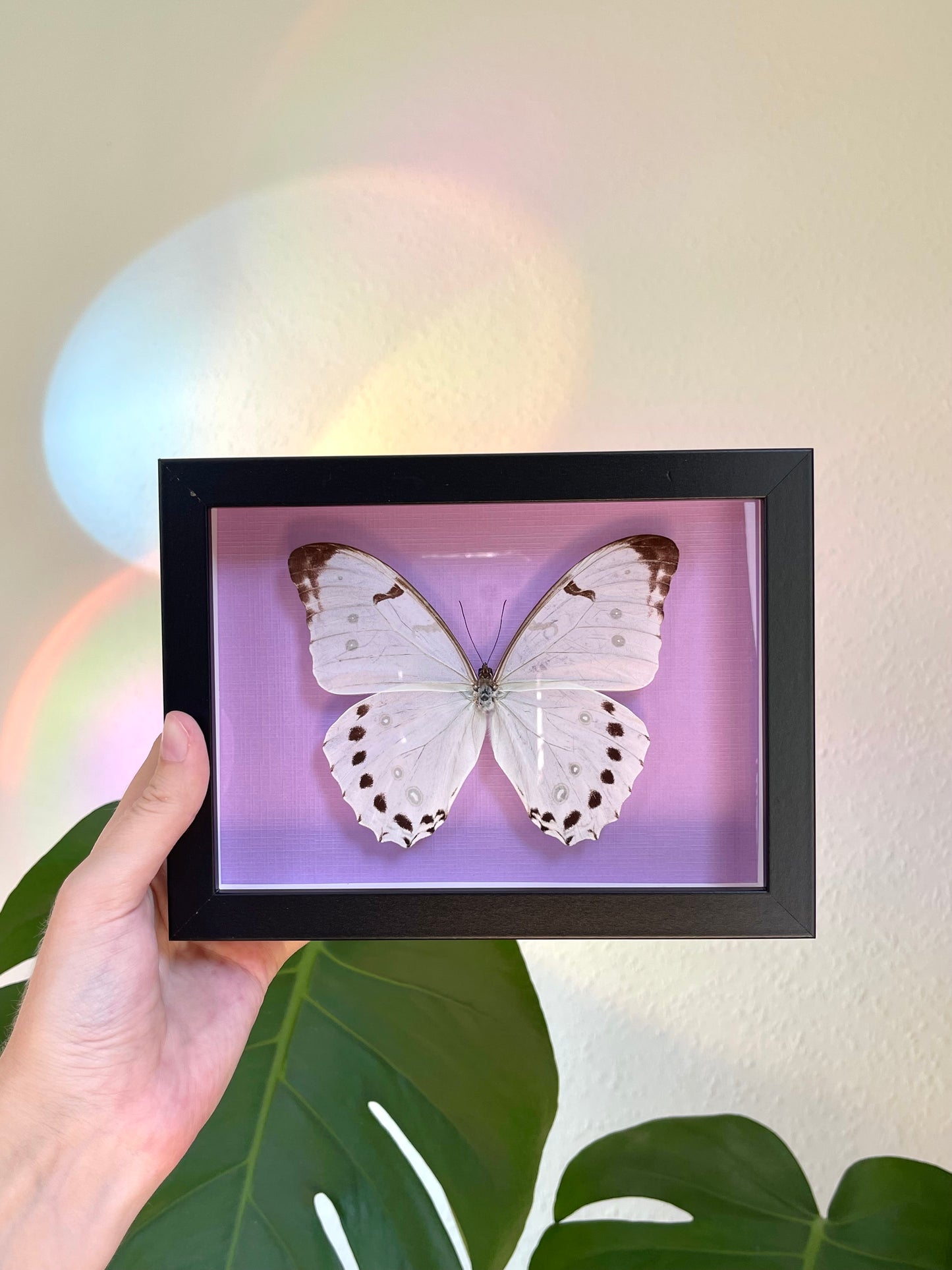Colored background frame w. White morpho