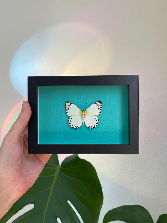 Colored background frame w African butterfly