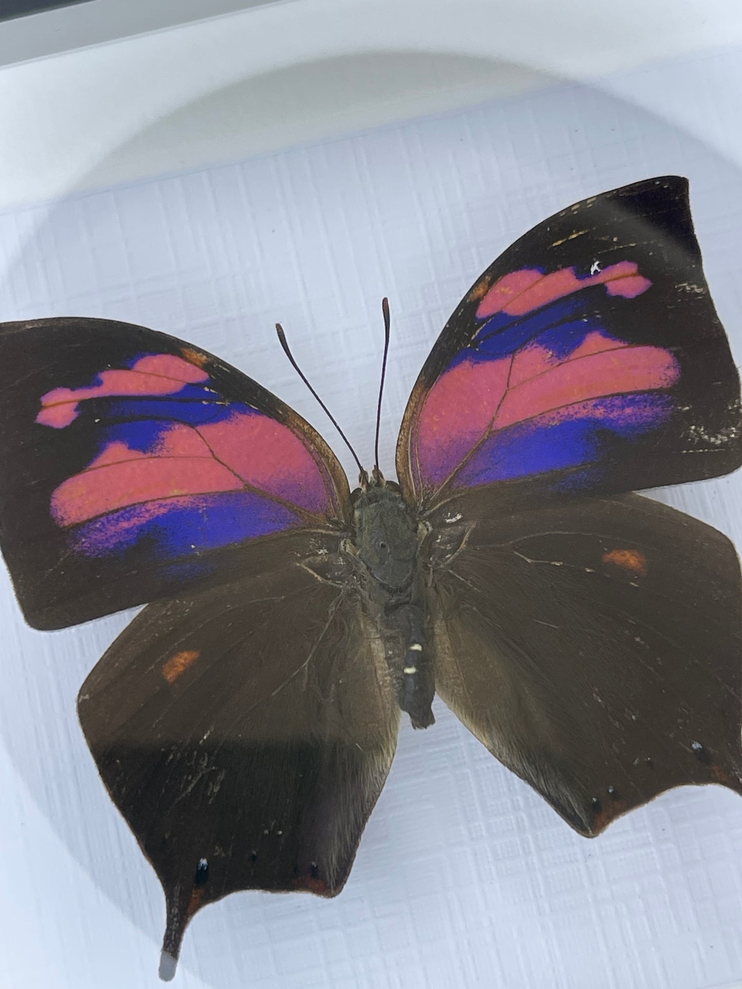 Fountainea nessus