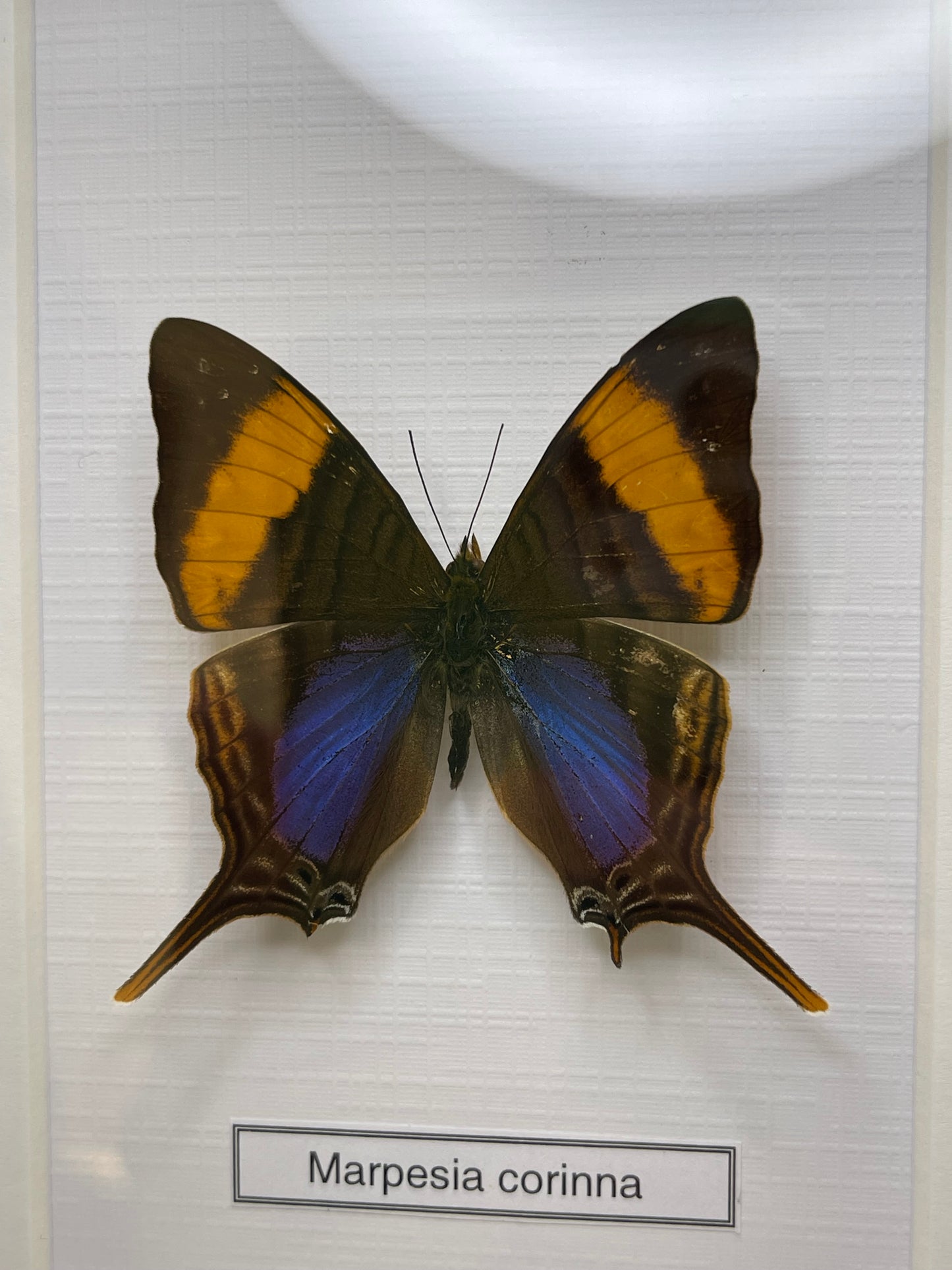 Marpesia corinna
