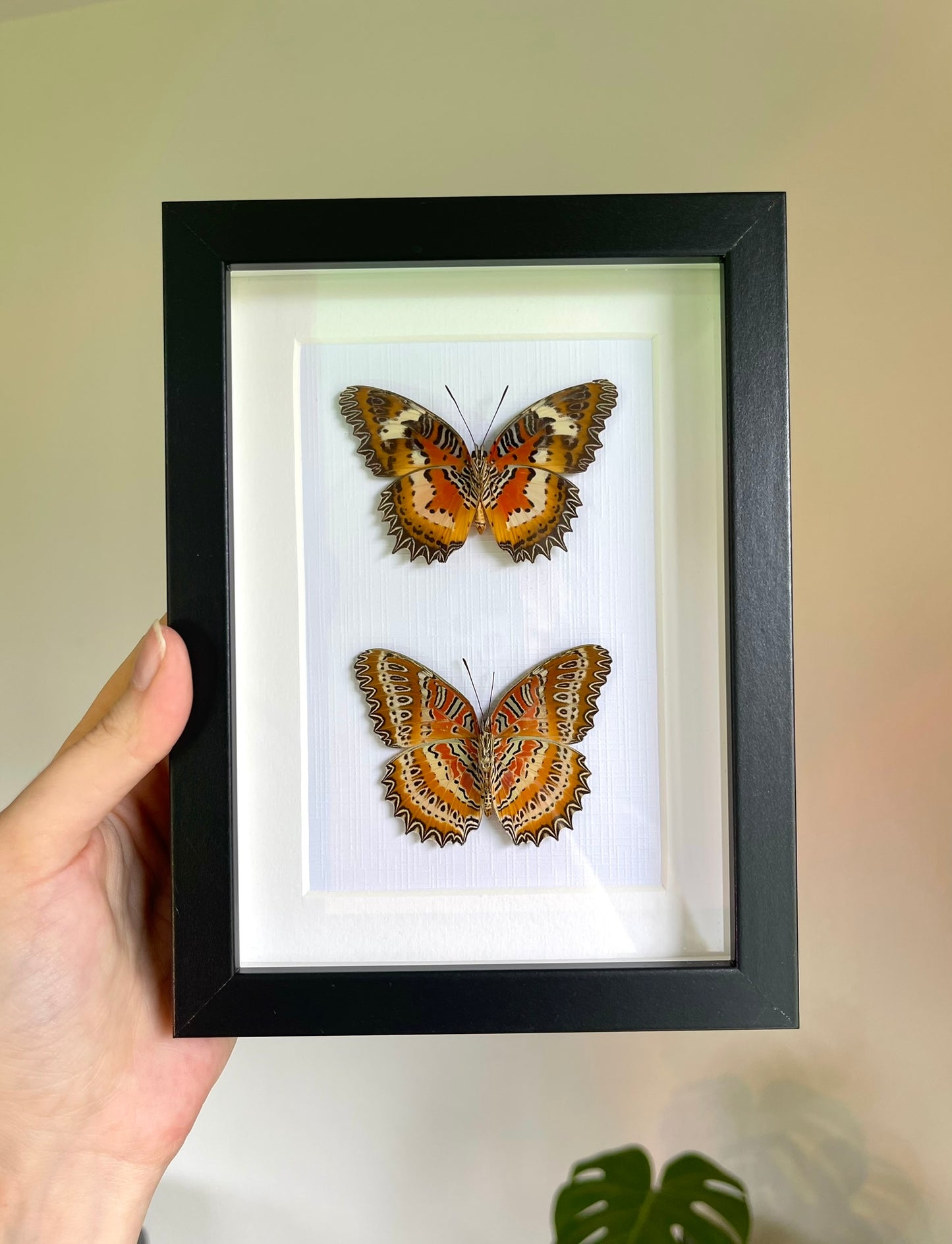 Cethosia mix frame