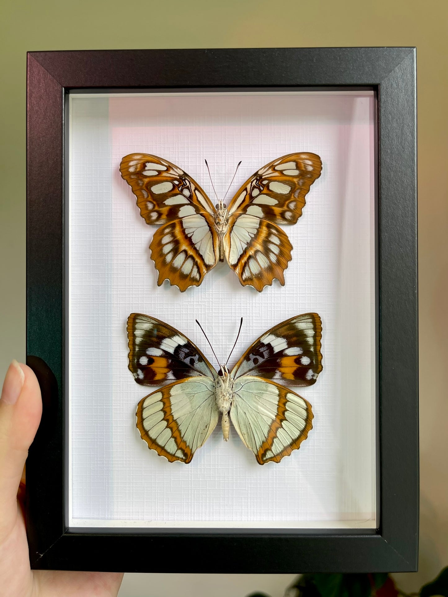 Butterfly Duo Frame