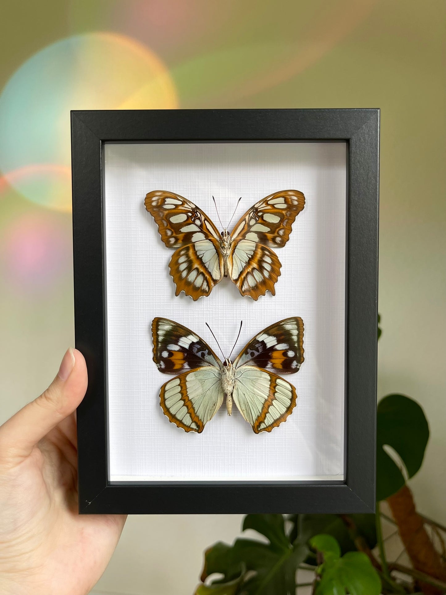 Butterfly Duo Frame