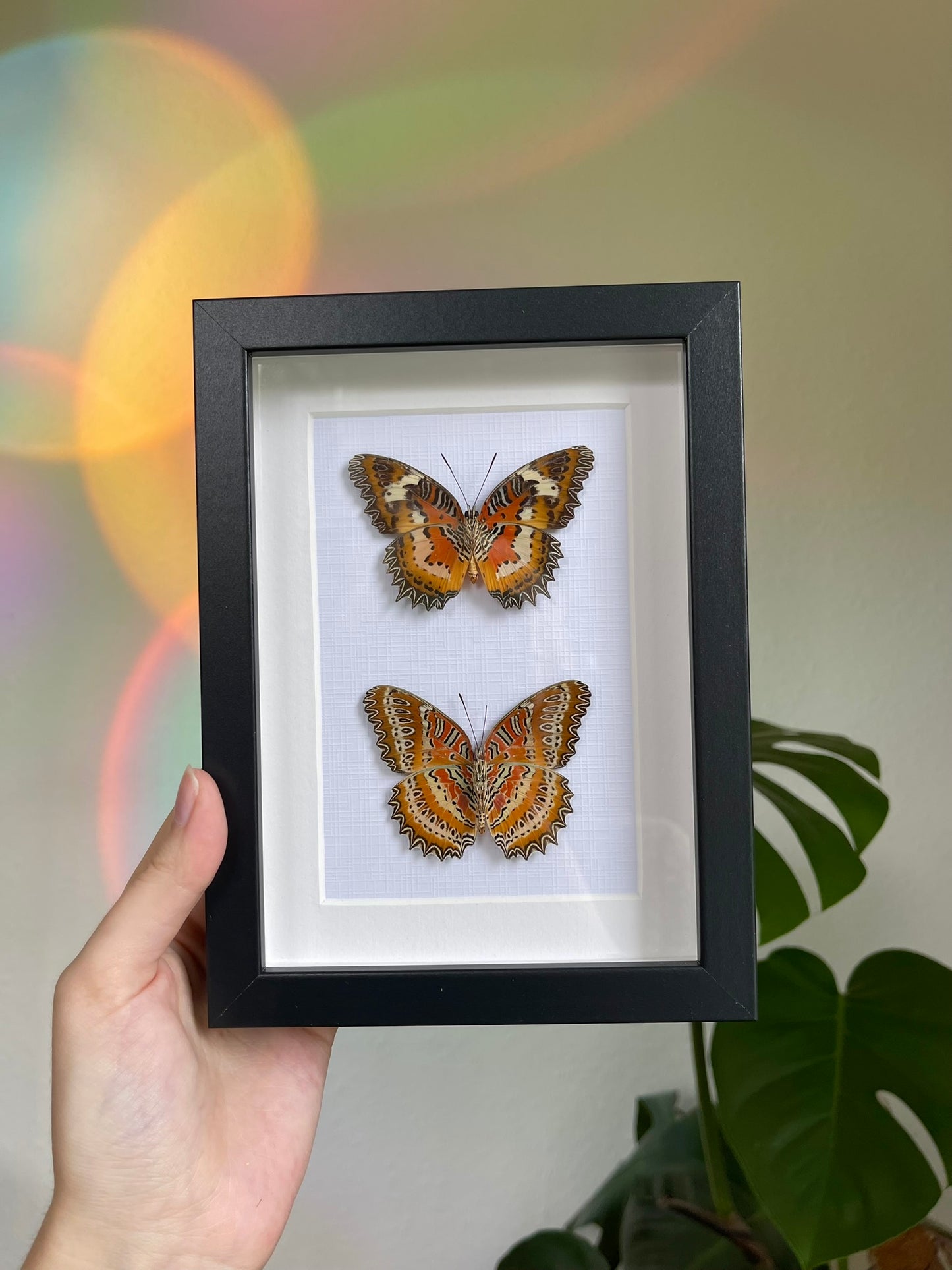 Cethosia mix frame