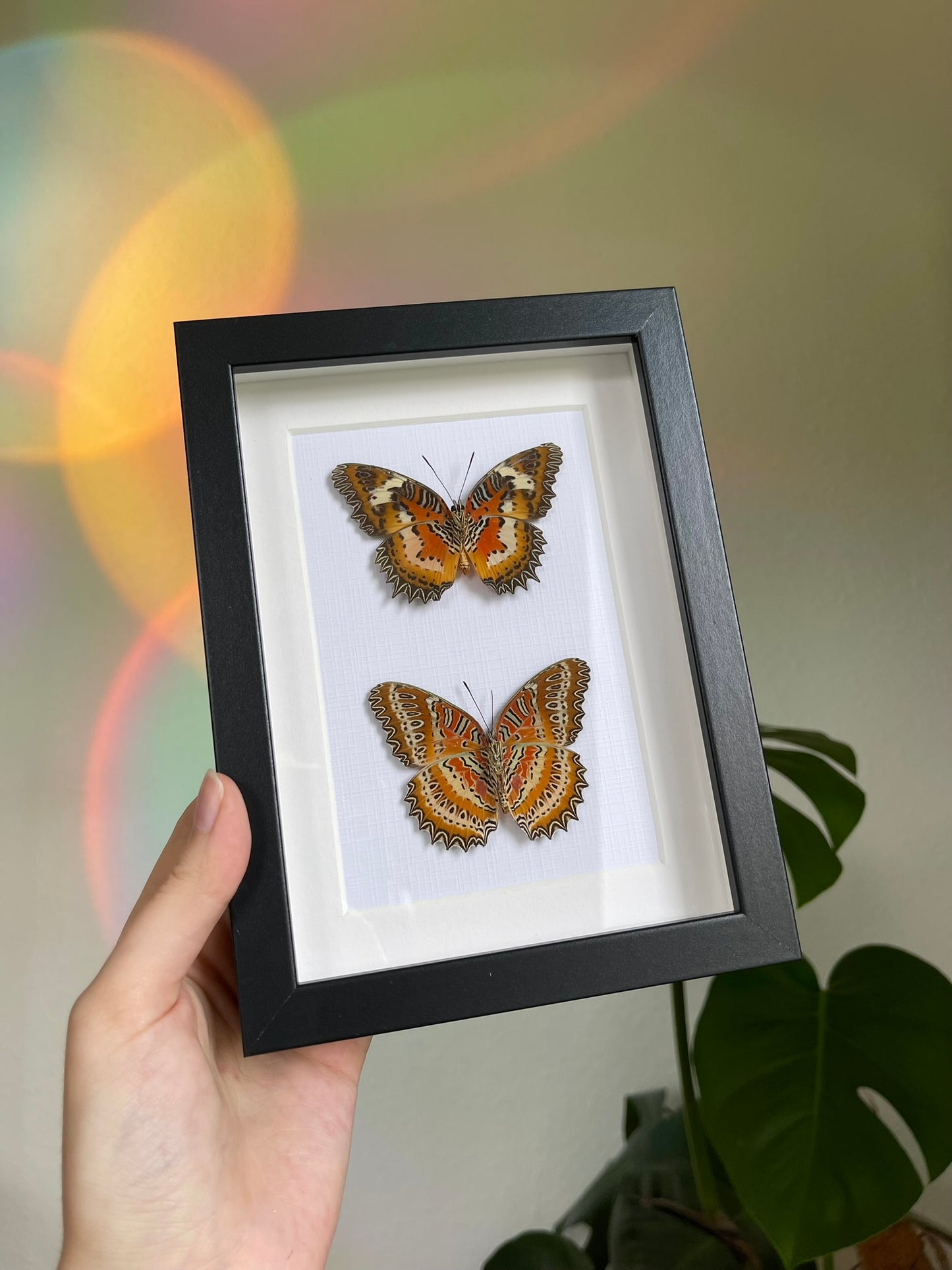 Cethosia mix frame